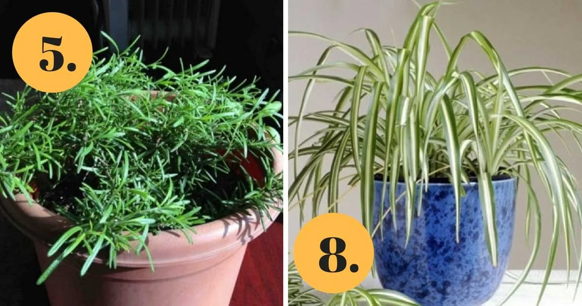 12+ Indoor Plants with Health Benefits