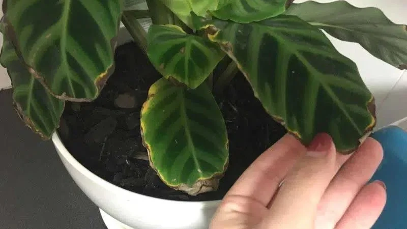 Brown Leaf Edges: Common Plant Problems Explained
