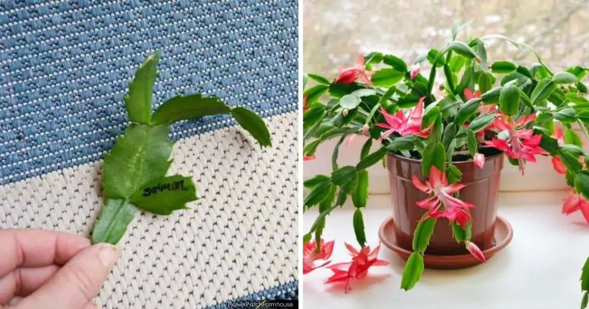 Christmas Cactus Care: Tips for Healthy Growth