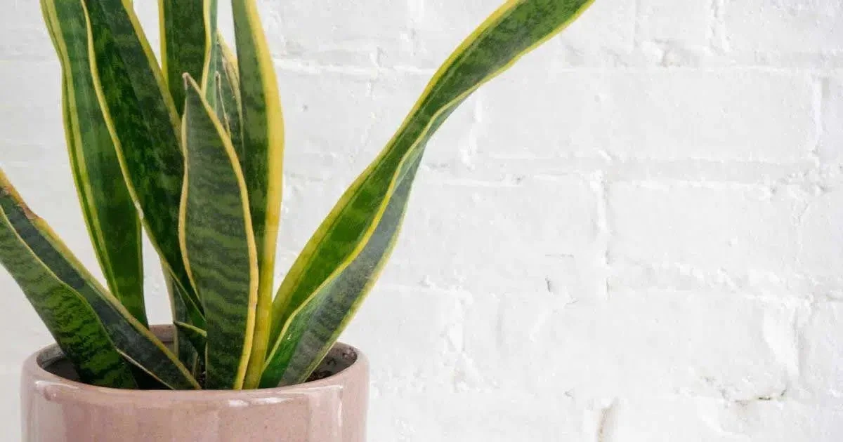 Hard-to-Kill Houseplants: Virtually Impossible to Kill