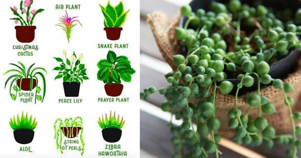 Hard-to-Kill Plants: 9 Indestructible Varieties