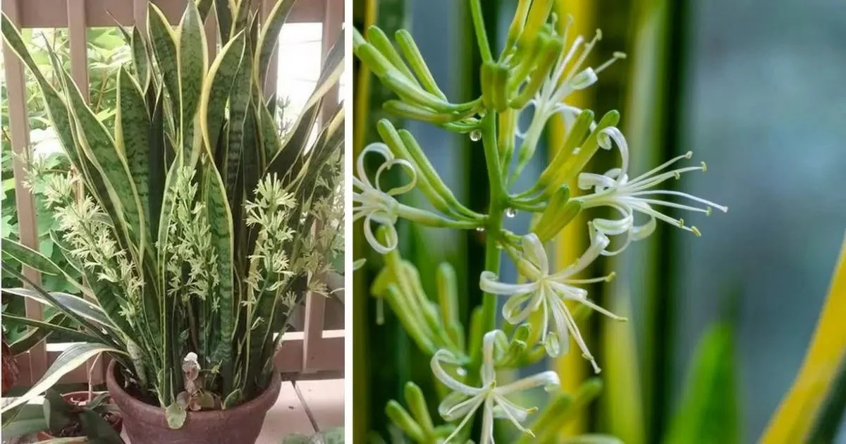 How to Make a Snake Plant Bloom with Fragrant Flowers