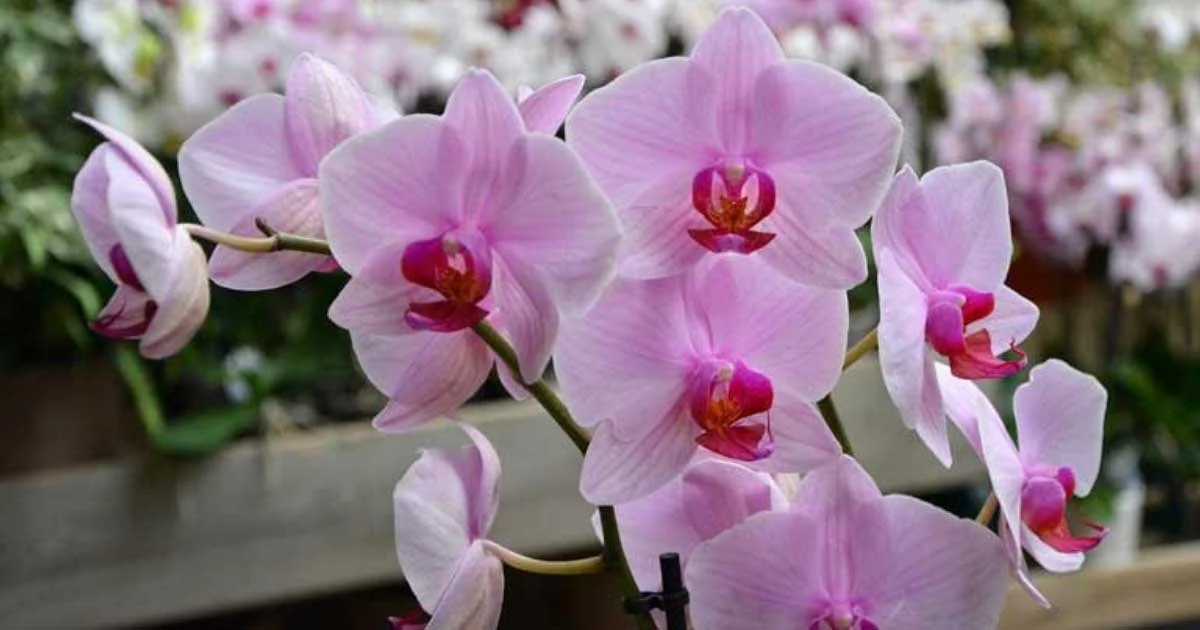 How to Revive an Orchid: Step-by-Step Guide