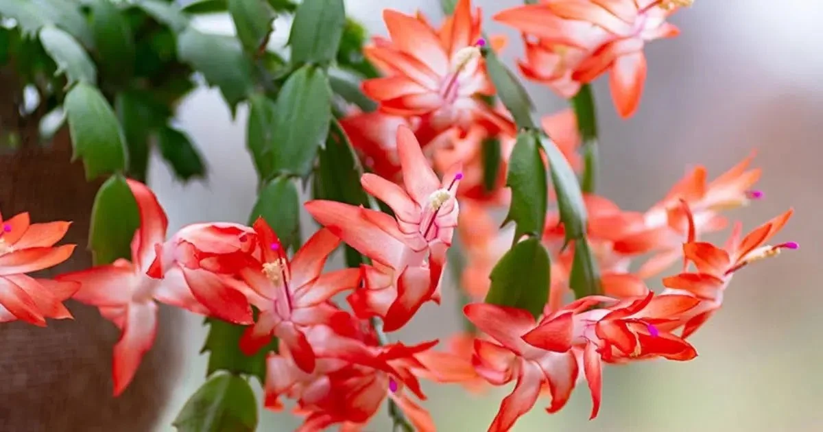 How to Tell the Difference Between Thanksgiving, Christmas, and Easter Cacti