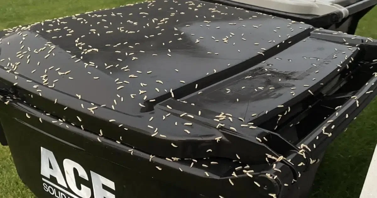 Keep Maggots Out of Your Trash Bin