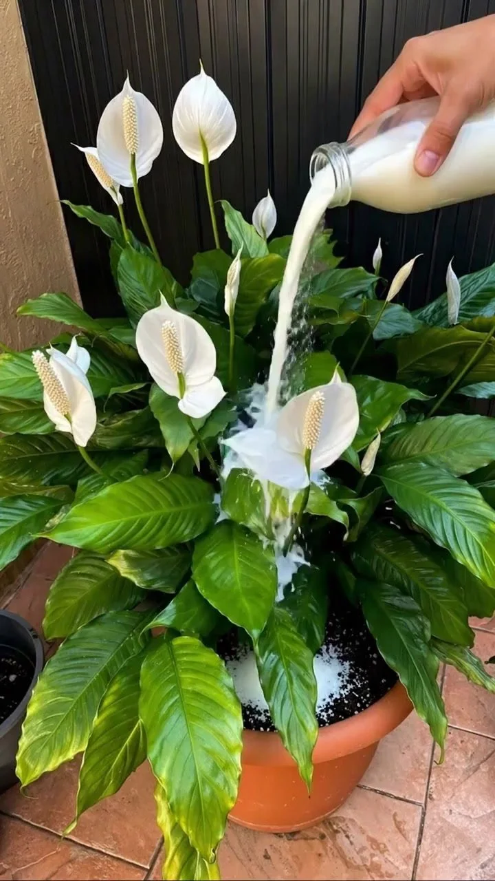 Milk: Secret Fertilizer for a Peace Lily to Bloom More 1 Peace lily plant nourished with milk for enhanced blooming