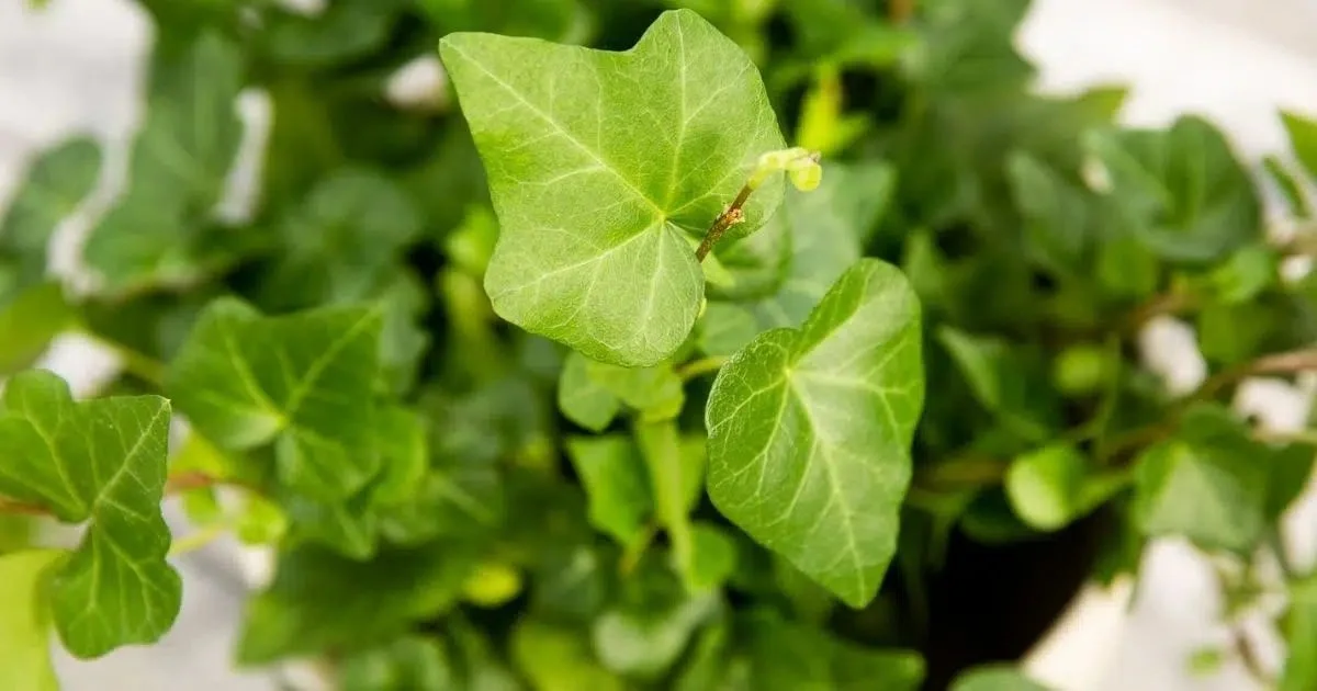 NASA-Recommended Indoor Plants for Air Purification