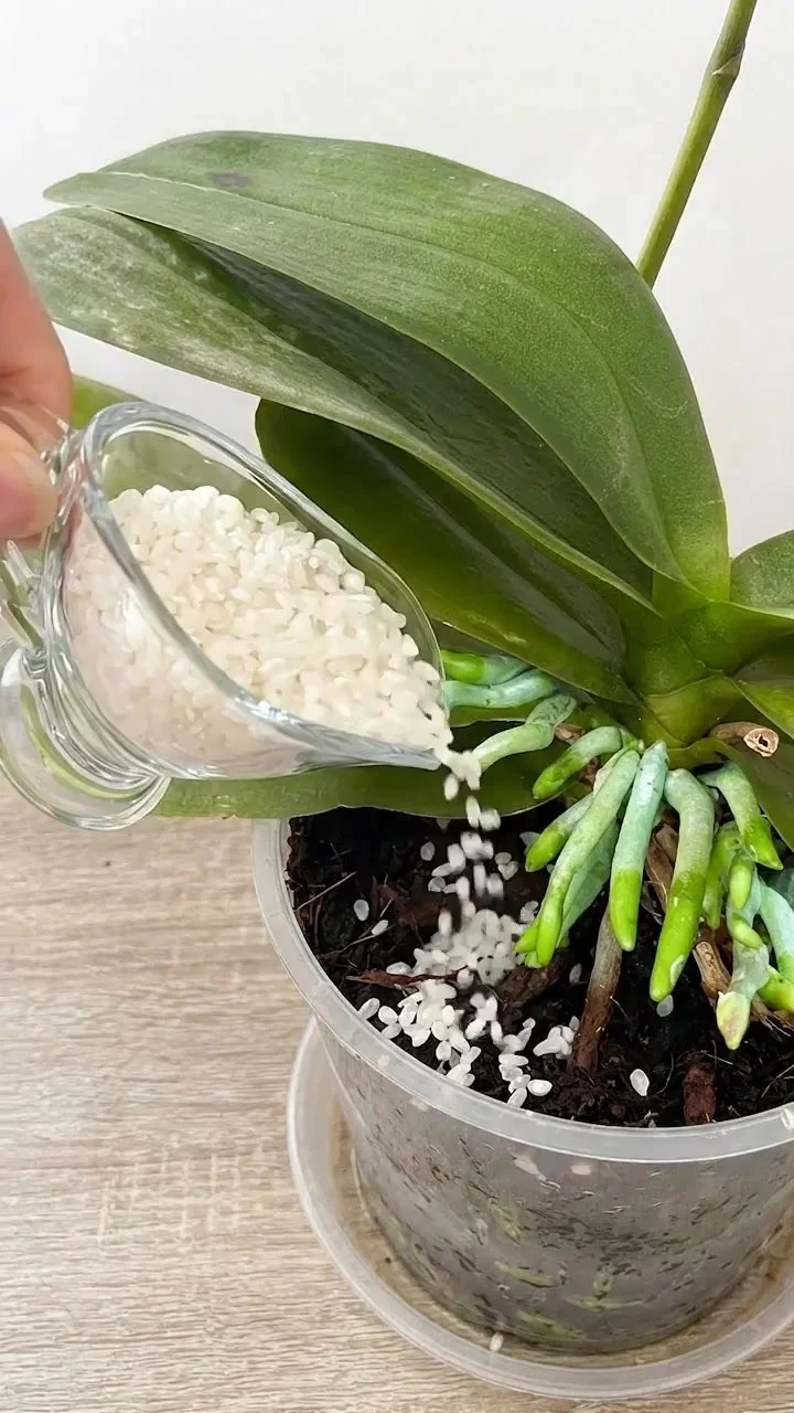 One Cup of Rice for Orchids 1 A cup of rice used as a natural fertilizer for healthy orchids.