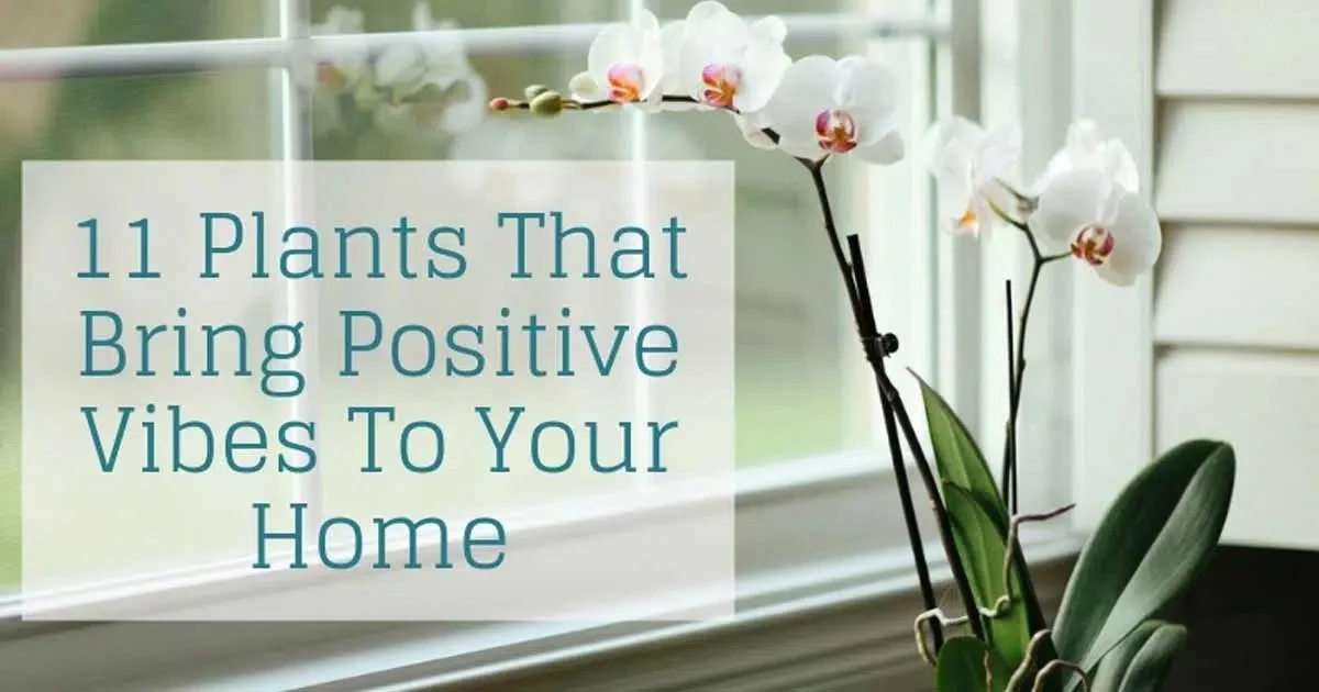 Plants That Promote a Positive Home Environment