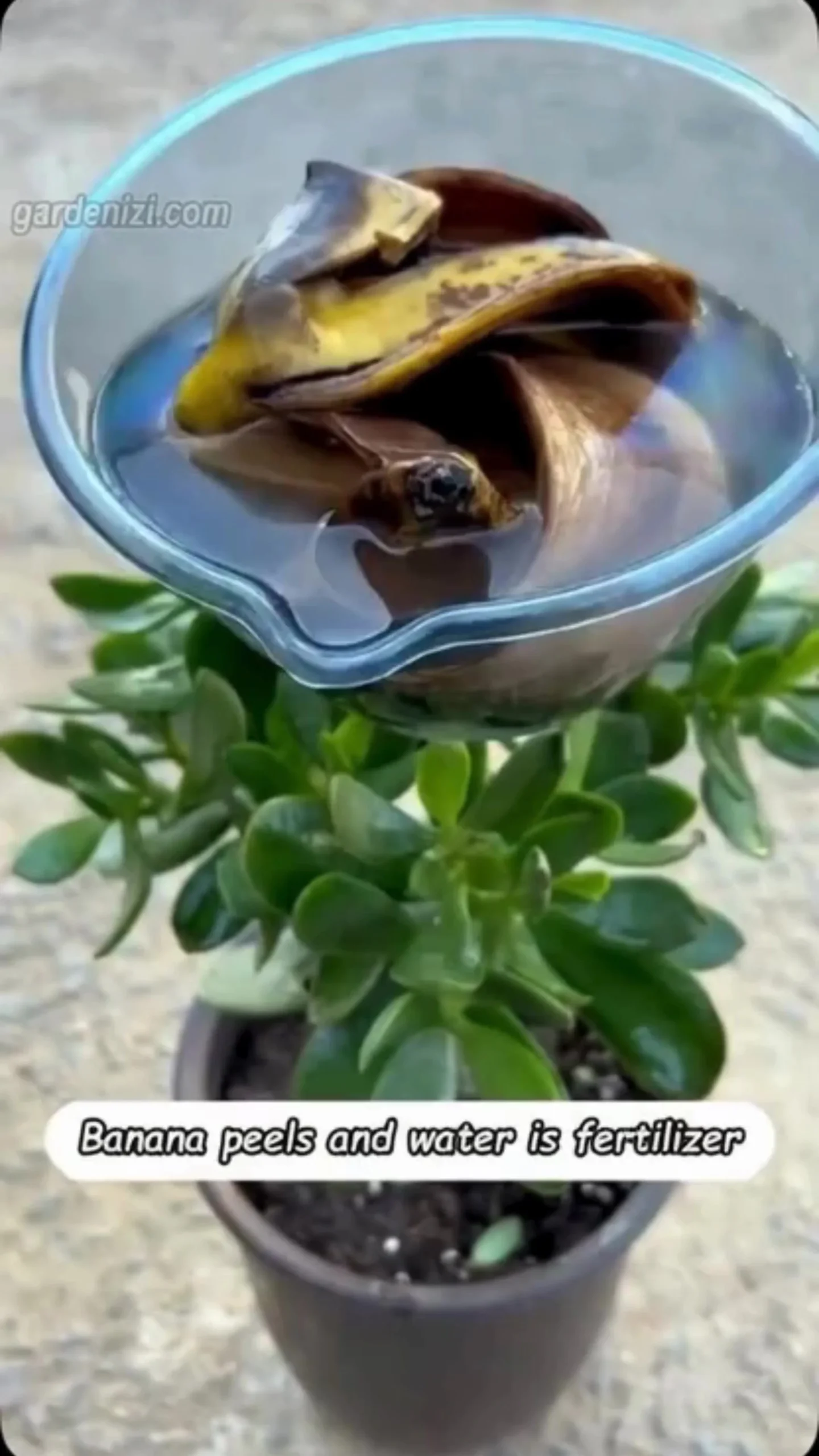 What Happens When You Give Banana Peels Natural Liquor to Plants 1 Banana peels and natural liquor for healthy plant growth