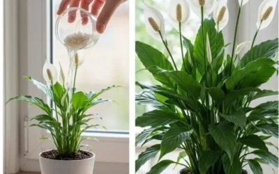 Just One Glass of Rice Water Can Help Your Peace Lily  But There’s a Catch