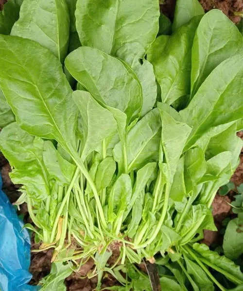 What Eating Spinach Can Really Do for Your Health
