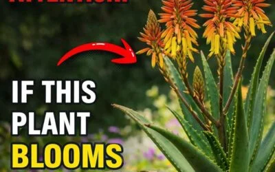 The Mystery Behind Why Your Aloe Vera Plant Blooms
