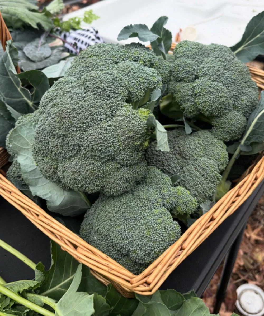 What Happens When You Eat Broccoli Regularly? 7 Benefits and the Best Way to Cook It