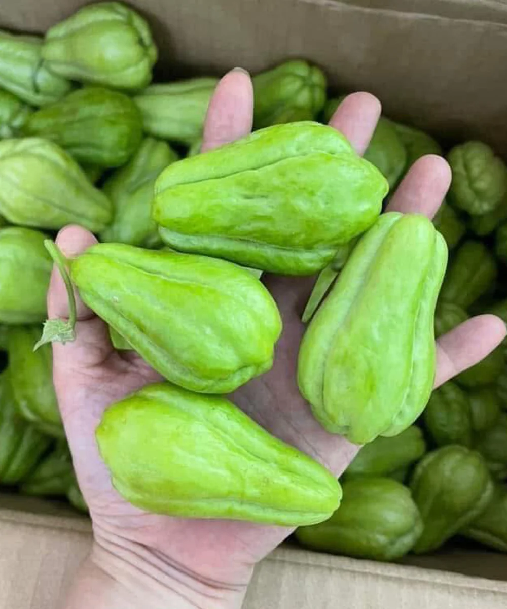 Doctors Are Paying More Attention to Chayote—Here’s What Eating This Overlooked Vegetable May Do