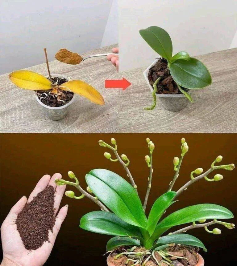 Just a Teaspoon of Coffee for Your Orchid? The Blooming Trick Everyone Wants to Try
