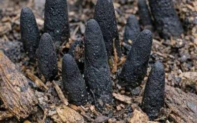 Those Black, Finger-Like Growths in Your Mulch May Be “Dead Man’s Fingers”