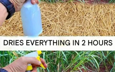 The Homemade Weed Killer Mistake That Can Damage Your Garden