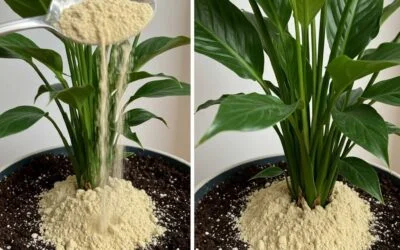 Peace Lily: The “One Ingredient” Trick That May Help It Bloom—And What Actually Matters Most