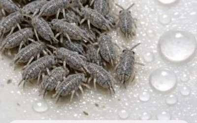 Tiny Gray Specks Jumping in Your Bathtub or Sink? They May Be Springtails