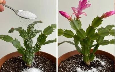 Fall Houseplant Revival: The Simple Care Change That Can Help Flowering Plants Stay Strong
