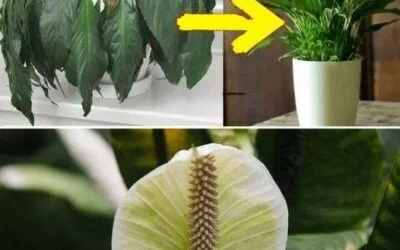 What Happens When You Put a Tablespoon on a Plant? The Answer Depends on What It Is