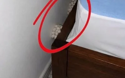 I Came Home Exhausted and Found These Strange White Eggs by My Bed—Here’s What They May Be