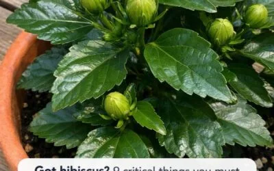 Hibiscus Care in June: 9 Smart Ways to Encourage Bigger Blooms All Summer